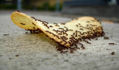 Hormigas dulceras