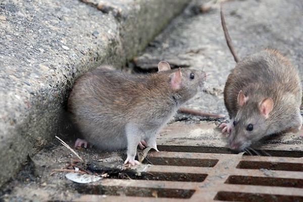 HABITAT DE LAS RATAS